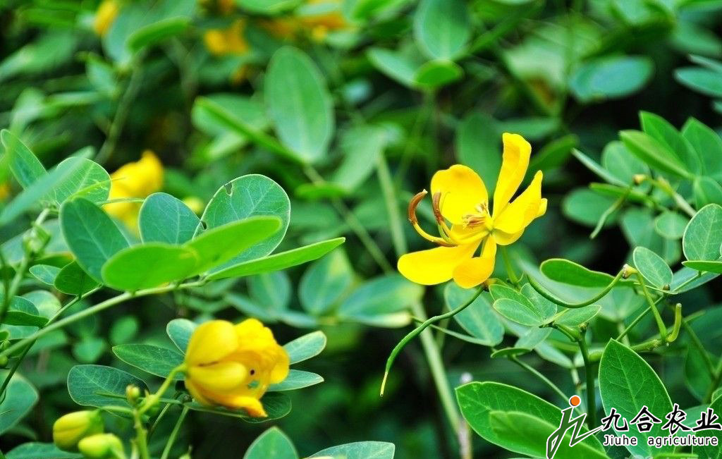 花生開(kāi)花與受精詳細(xì)介紹 花生開(kāi)花與受精詳細(xì)介紹